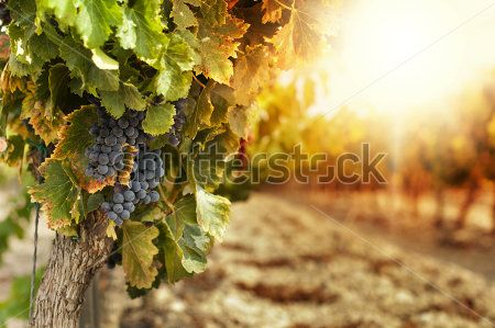 Каталог Фотообои виноград:  | Wall-Style