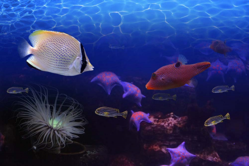 Каталог Картина подводный мир: Море | Wall-Style