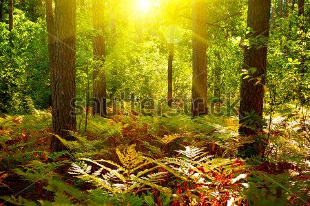 Каталог Фотообои лес:  | Wall-Style