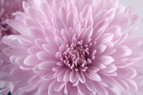 Каталог Фотообои хризантема:  | Wall-Style