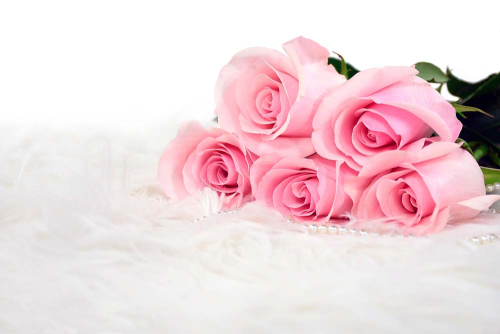 Каталог Фотообои яркие розовые розы:  | Wall-Style