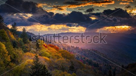Каталог Картина лес: Природа | Wall-Style