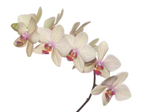 Каталог Фотообои бежевая орхидея:  | Wall-Style