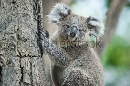 Каталог Картина коала: Животные | Wall-Style