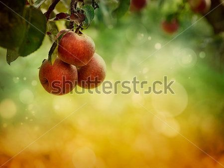 Каталог Фотообои фрукты:  | Wall-Style