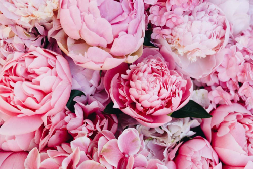 Каталог Картина красивые розовые пионы: Цветы и растения | Wall-Style