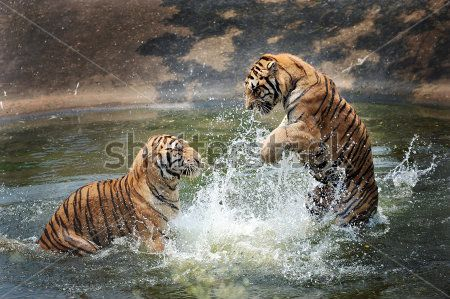 Каталог Фотообои тигры в воде:  | Wall-Style