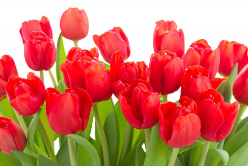 Каталог Фотообои красные 3д тюльпаны:  | Wall-Style