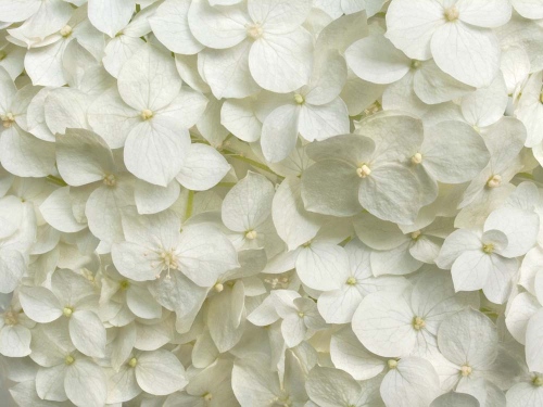 Каталог Картина белая гортензия: Цветы и растения | Wall-Style