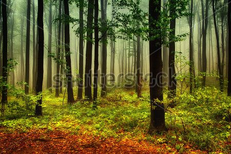 Каталог Картина лес: Природа | Wall-Style
