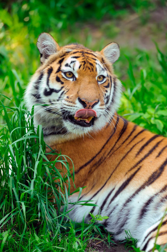 Каталог Фотообои сытый тигр:  | Wall-Style