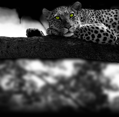 Каталог Картина леопард дикий: Животные | Wall-Style