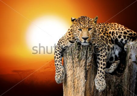 Каталог Фотообои леопард на закате:  | Wall-Style