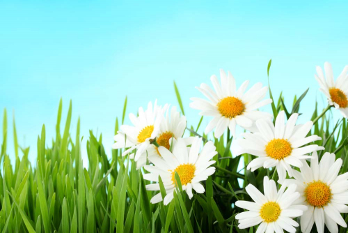 Каталог Фотообои ромашки с травой:  | Wall-Style