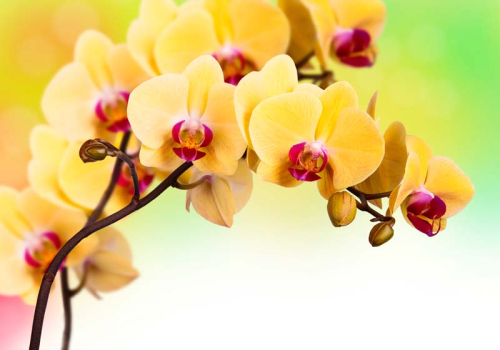 Каталог Фотообои желтые орхидеи:  | Wall-Style