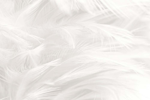 Каталог Фотообои белые перья:  | Wall-Style