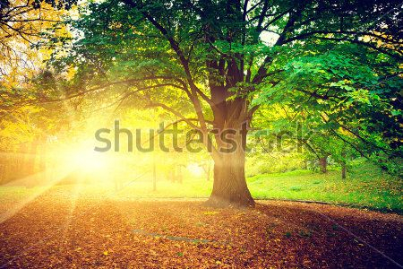 Каталог Фотообои парк:  | Wall-Style