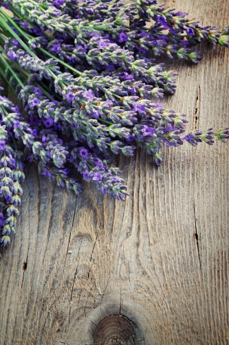 Каталог Фотообои лаванда фиолетовая:  | Wall-Style