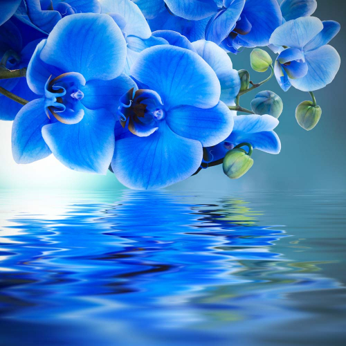 Каталог Картина синие орхидеи: Цветы и растения | Wall-Style