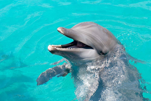 Каталог Картина дельфин в голубой воде: Животные | Wall-Style