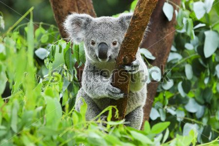 Каталог Фотообои коала:  | Wall-Style