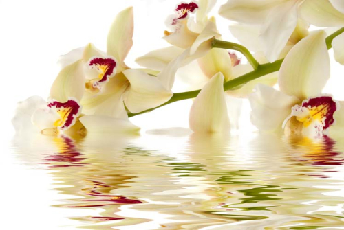 Каталог Картина орхидея над водой: Цветы и растения | Wall-Style
