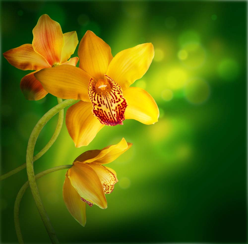 Каталог Фотообои дикие орхидеи:  | Wall-Style