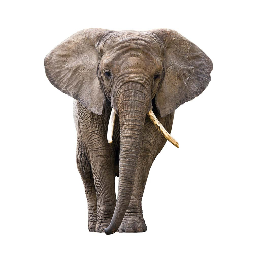 Каталог Картина слон: Животные | Wall-Style