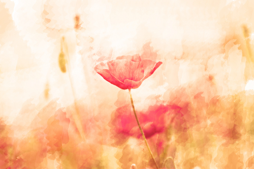 Каталог Фотообои нежный мак:  | Wall-Style