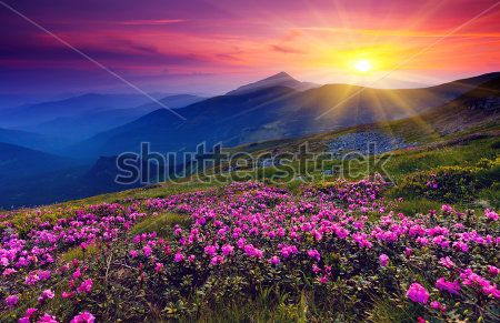 Каталог Фотообои закат в поле:  | Wall-Style