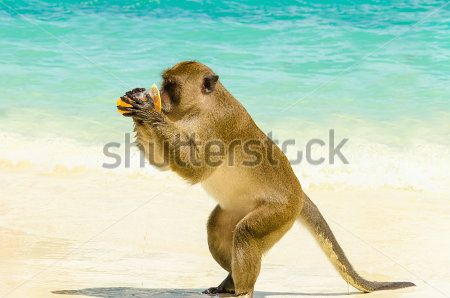 Каталог Фотообои обезьяна:  | Wall-Style