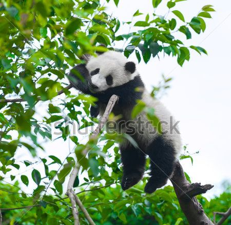 Каталог Фотообои панда:  | Wall-Style