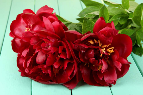 Каталог Картина красные пионы: Цветы и растения | Wall-Style