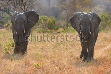 Каталог Фотообои слоны:  | Wall-Style