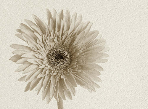 Каталог Фотообои обесцвеченная хризантема:  | Wall-Style