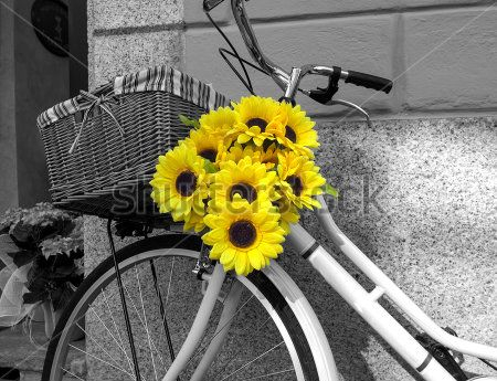 Каталог Фотообои подсолнухи в корзине велосипеда:  | Wall-Style