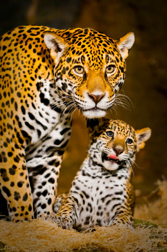 Каталог Фотообои гепард и мама:  | Wall-Style