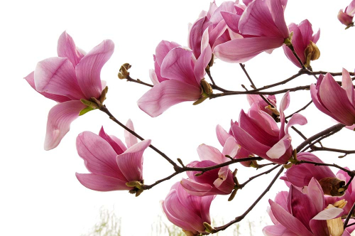 Каталог Фотообои цветущая магнолия:  | Wall-Style