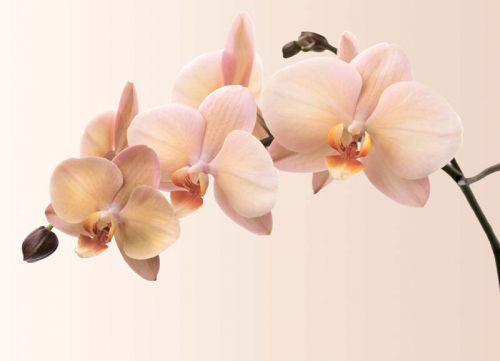 Каталог Фотообои нежная орхидея:  | Wall-Style