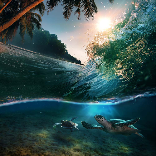 Каталог Картина черепахи в море: Море | Wall-Style