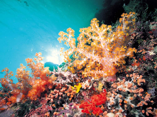 Каталог Фотообои кораллы:  | Wall-Style