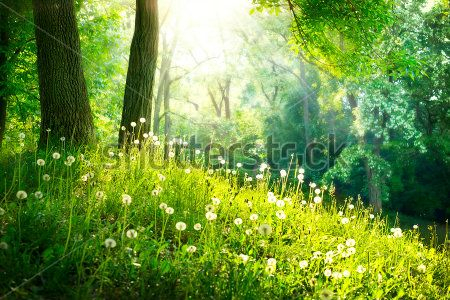 Каталог Картина лес: Природа | Wall-Style