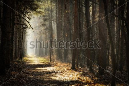 Каталог Фотообои лес:  | Wall-Style