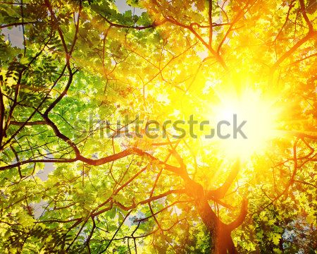 Каталог Фотообои лес:  | Wall-Style