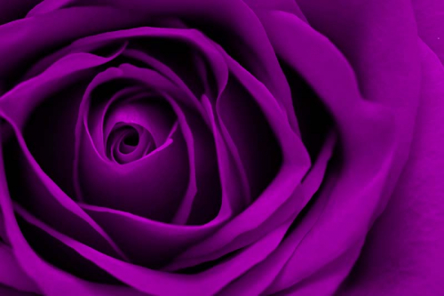 Каталог Фотообои лиловая роза:  | Wall-Style