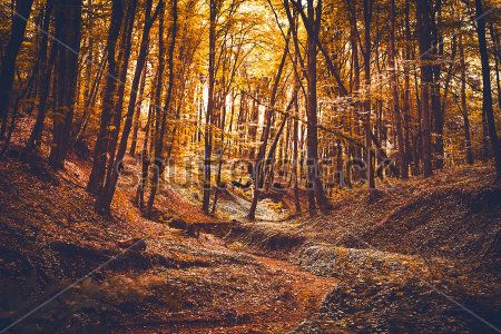 Каталог Картина осенний лес: Природа | Wall-Style