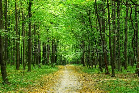 Каталог Фотообои лес:  | Wall-Style