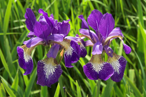 Каталог Фотообои ирисы в траве:  | Wall-Style