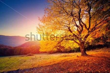 Каталог Фотообои лес:  | Wall-Style