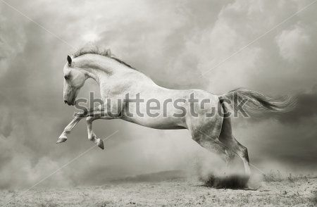 Каталог Фотообои лошадь:  | Wall-Style